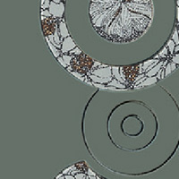 dandelion-whiteflower